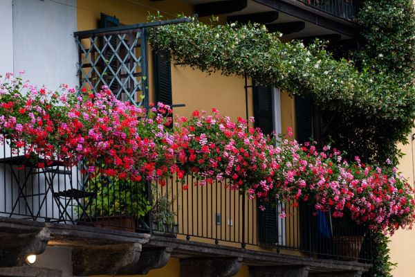 Ultimate guide to creating a vibrant privacy screen using balcony flora